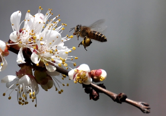 蜂王不產卵是什么原因？