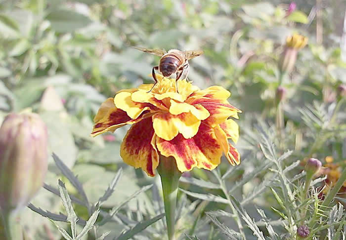 蜂王不產卵是什么原因？