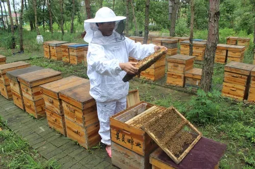 養(yǎng)蜂只養(yǎng)一箱可以嗎 養(yǎng)蜂只養(yǎng)一箱可以嗎