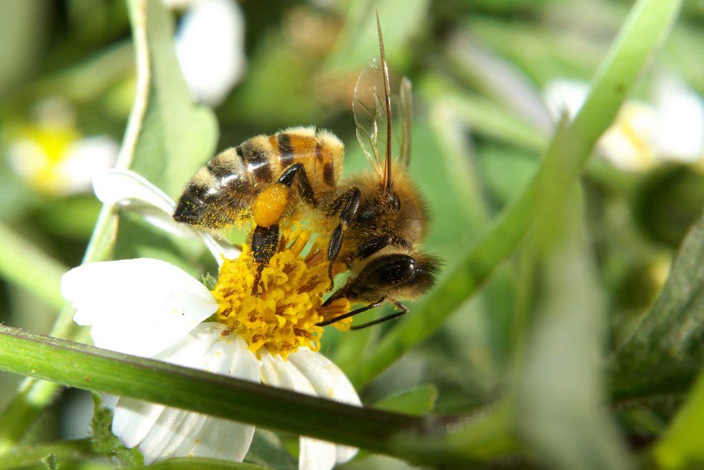 養(yǎng)蜂需要買蜂王嗎(買一只蜂王怎么養(yǎng)) 養(yǎng)蜂需要買蜂王嗎(買一只蜂王怎么養(yǎng))