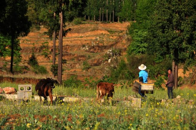 無公害養(yǎng)蜂技術(shù)(附帶十條技術(shù)要求) 無公害養(yǎng)蜂技術(shù)(附帶十條技術(shù)要求)