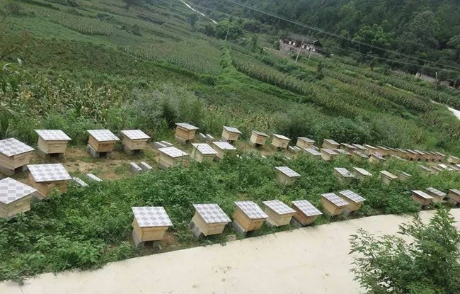 無公害養(yǎng)蜂技術(shù)(附帶十條技術(shù)要求) 無公害養(yǎng)蜂技術(shù)(附帶十條技術(shù)要求)