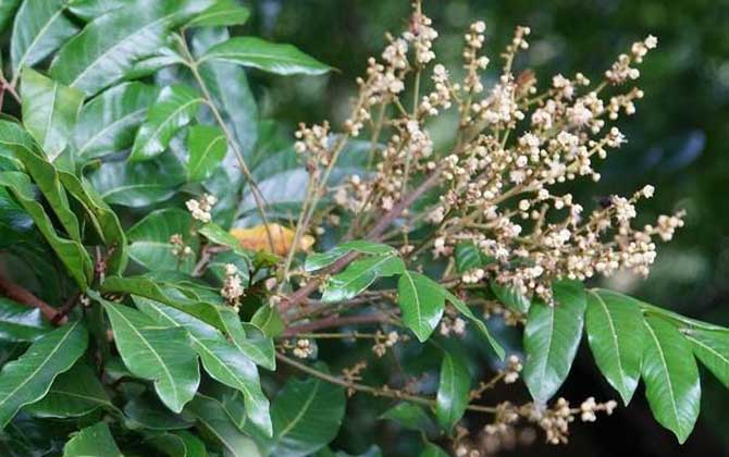 龍眼樹的流蜜期（龍眼流蜜期是多久）