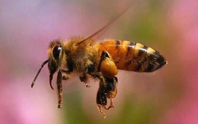 100畝花需要多少箱蜜蜂