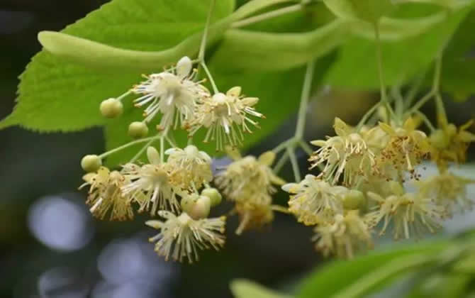 常見開花的蜜源植物有哪些？(花期、蜜粉量、流蜜規律)