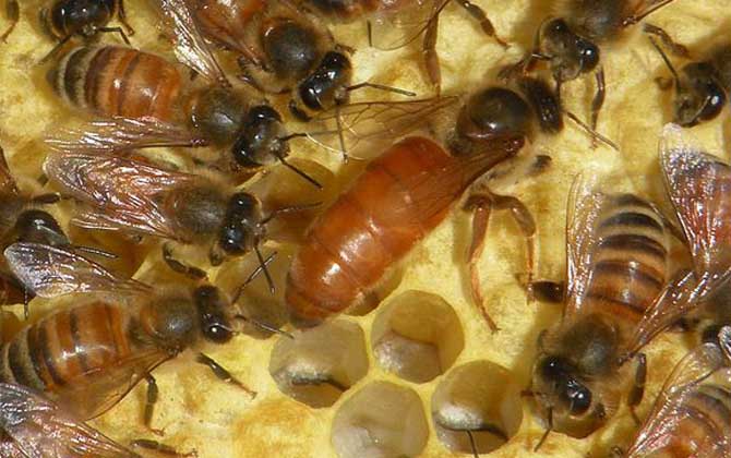 蜂王產(chǎn)卵多少天出工蜂(蜂王產(chǎn)卵多少天出工蜂) 蜂王產(chǎn)卵多少天出工蜂(蜂王產(chǎn)卵多少天出工蜂)