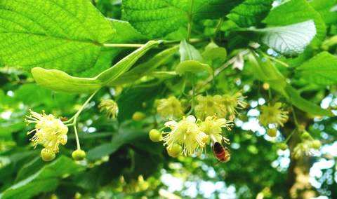 東北黑蜂 東北黑蜂