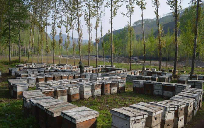 中蜂箱的排列和擺放? 中蜂箱的排列和擺放?