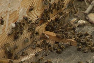 東北黑蜂繁殖技術(東北黑蜂純種蜂王價格) 東北黑蜂繁殖技術(東北黑蜂純種蜂王價格)