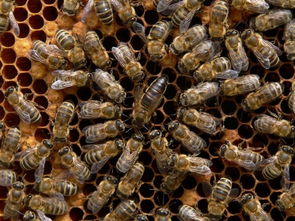 東北黑蜂繁殖技術(東北黑蜂純種蜂王價格) 東北黑蜂繁殖技術(東北黑蜂純種蜂王價格)