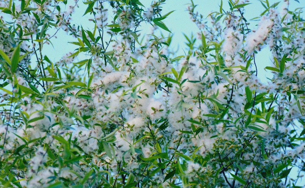 黑龍江蜜源植物介紹(黑龍江省有哪些蜜源植物) 黑龍江蜜源植物介紹(黑龍江省有哪些蜜源植物)