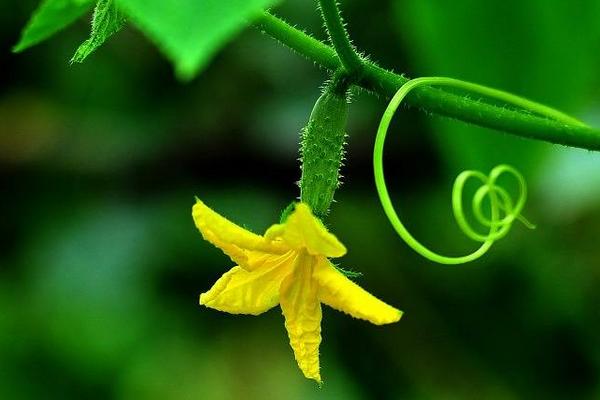 黑龍江蜜源植物介紹(黑龍江省有哪些蜜源植物) 黑龍江蜜源植物介紹(黑龍江省有哪些蜜源植物)