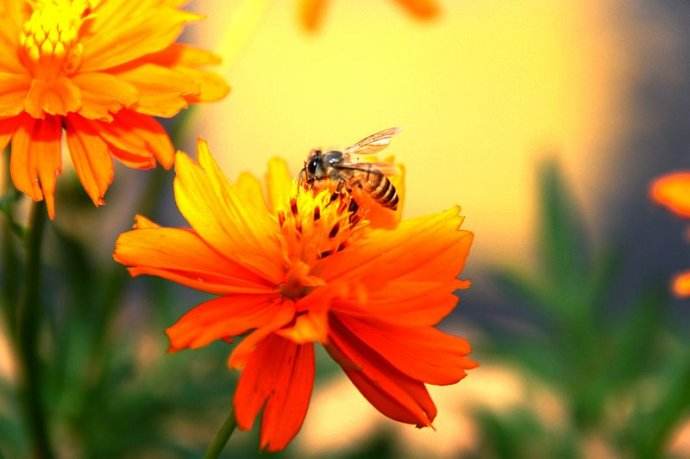 【蜜蜂知識】意大利蜂最怕什么? 意大利蜂最怕什么?