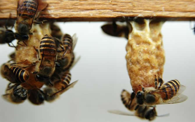 人工育王 人工育王