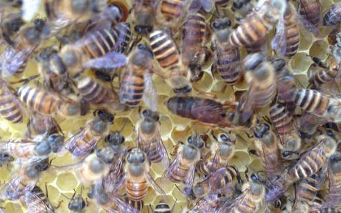 蜜蜂中的蜂王是什么蜂(什么是蜂王) 蜜蜂中的蜂王是什么蜂(什么是蜂王)