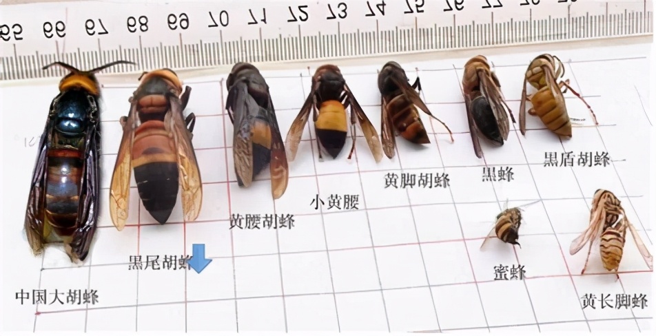 夏季養蜂如何消滅胡蜂(養蜂怎么防胡蜂) 夏季養蜂如何消滅胡蜂(養蜂怎么防胡蜂)