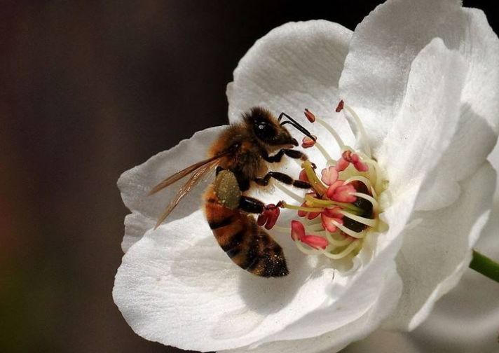 養(yǎng)50箱意大利蜜蜂能掙多少錢(qián)（養(yǎng)殖蜜蜂賺錢(qián)嗎）