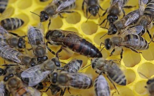 如何選擇優(yōu)質(zhì)蜂王(優(yōu)質(zhì)蜂王選擇的四要素) 如何選擇優(yōu)質(zhì)蜂王(優(yōu)質(zhì)蜂王選擇的四要素)