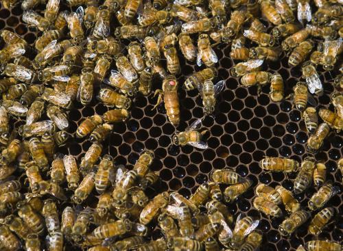 如何選擇優(yōu)質(zhì)蜂王(優(yōu)質(zhì)蜂王選擇的四要素) 如何選擇優(yōu)質(zhì)蜂王(優(yōu)質(zhì)蜂王選擇的四要素)