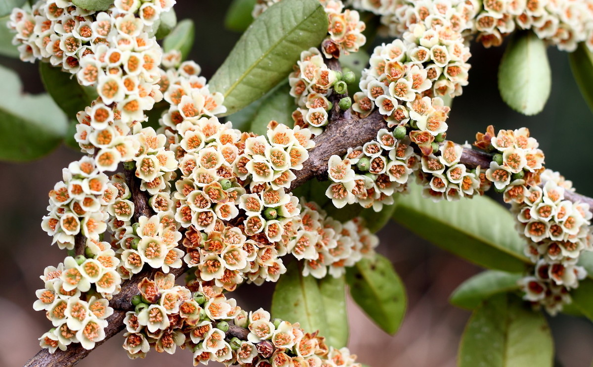 蜂蜜排行榜前十名(正宗蜂蜜是什么樣的) 蜂蜜排行榜前十名(正宗蜂蜜是什么樣的)