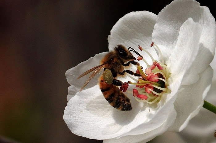 【蜜蜂知識】蜜蜂如何建造蜂巢? 蜜蜂如何建造蜂巢?