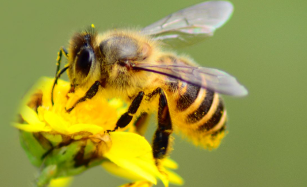 阿壩中蜂冬季消耗大嗎(不同遮陰方式對阿壩中蜂越冬群勢的影響) 阿壩中蜂冬季消耗大嗎(不同遮陰方式對阿壩中蜂越冬群勢的影響)