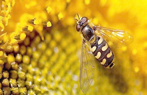 怎樣才能養好蜜蜂? 怎樣才能養好蜜蜂?