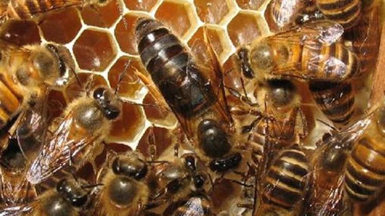 蜂王夏季為什么會(huì)停止產(chǎn)卵？養(yǎng)蜂人應(yīng)該如何應(yīng)對(duì)？