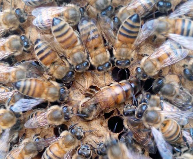 蜂王夏季為什么會(huì)停止產(chǎn)卵？養(yǎng)蜂人應(yīng)該如何應(yīng)對(duì)？