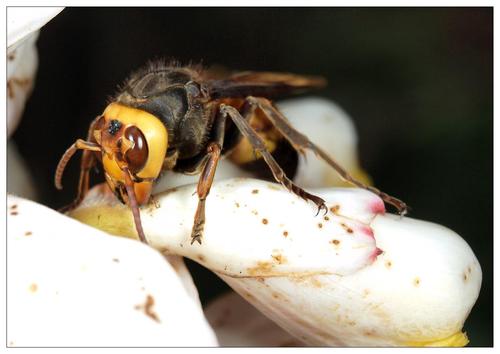 黃腰虎頭蜂怎么取蜂蛹(蜜蜂如何取蜂蛹）