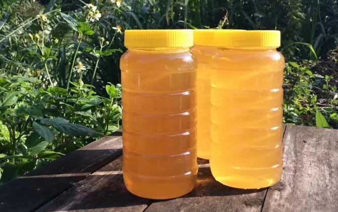 鴨腳木蜜是什么蜜(鴨腳木蜜是什么蜂種) 鴨腳木蜜是什么蜜(鴨腳木蜜是什么蜂種)