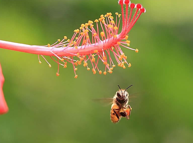 養(yǎng)50箱蜜蜂能掙多少錢?