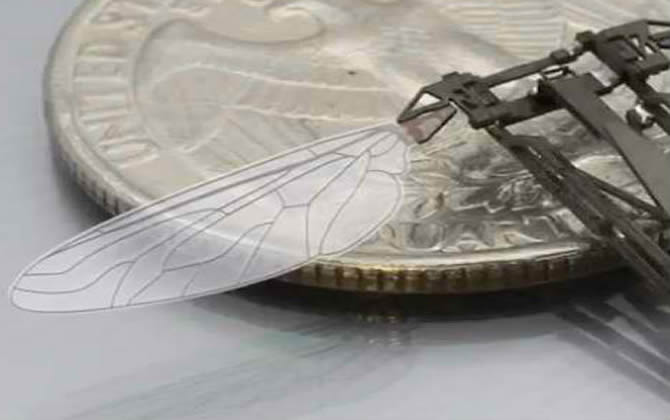 蜜蜂仿生學 蜜蜂仿生學