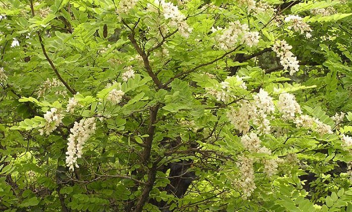 我國常見的蜜源樹種有哪些(什么樹蜜源最好) 我國常見的蜜源樹種有哪些(什么樹蜜源最好)