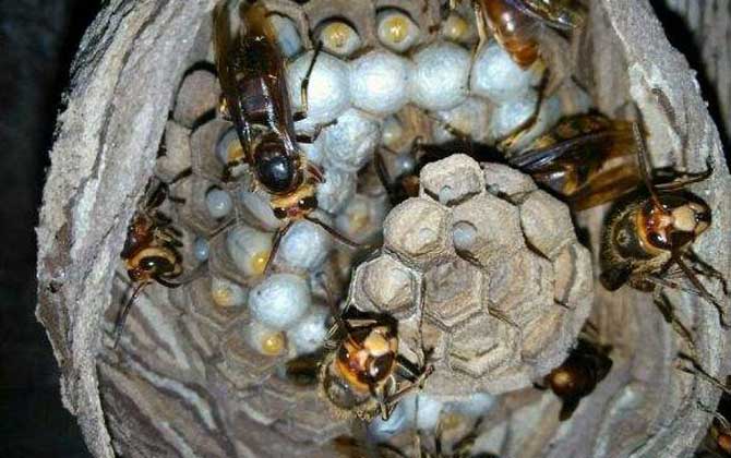 胡蜂毒性排行榜(世界上最毒的蜂排名前十名) 胡蜂毒性排行榜(世界上最毒的蜂排名前十名)