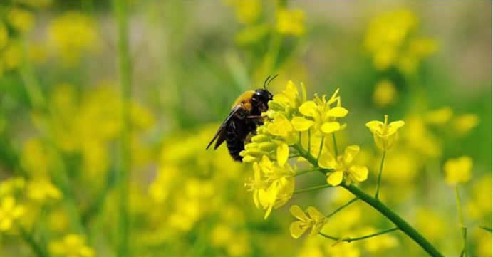 【蜜蜂養殖】2018年養蜂成本和利潤 2018年養蜂成本和利潤