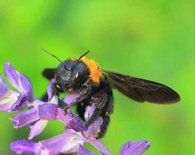 【蜜蜂養殖】2018年養蜂成本和利潤 2018年養蜂成本和利潤