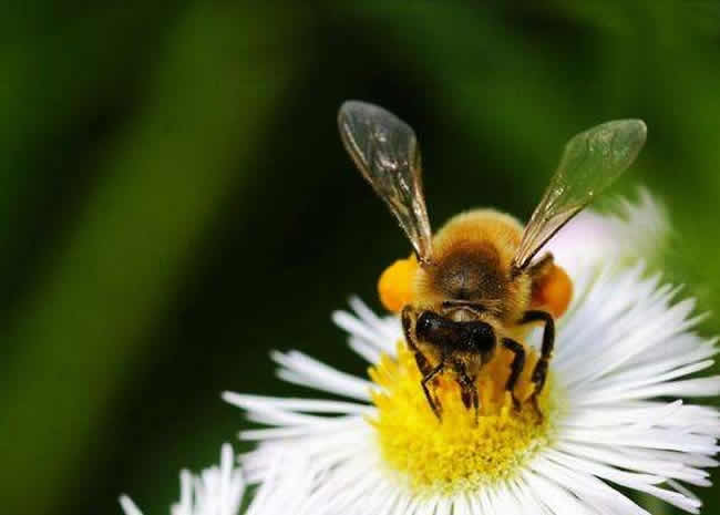 【蜜蜂養殖】2018年養蜂成本和利潤 2018年養蜂成本和利潤