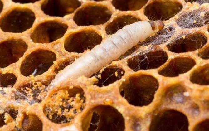 巢蟲一般多久可以形成(巢蟲怎么來的) 巢蟲一般多久可以形成(巢蟲怎么來的)