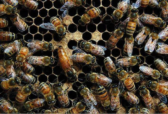 【蜜蜂知識(shí)】東北黑蜂有哪些缺點(diǎn)? 【蜜蜂知識(shí)】東北黑蜂有哪些缺點(diǎn)?