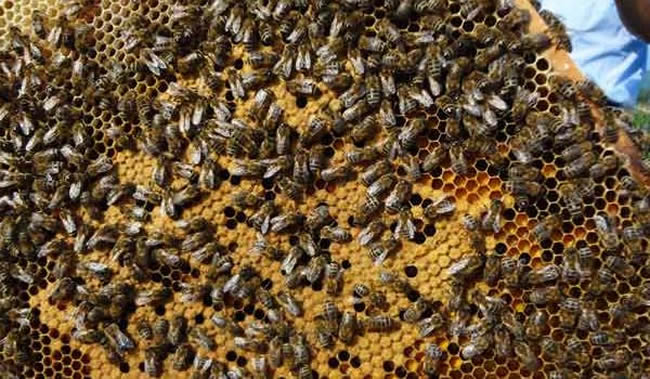 【蜜蜂知識(shí)】東北黑蜂有哪些缺點(diǎn)? 【蜜蜂知識(shí)】東北黑蜂有哪些缺點(diǎn)?