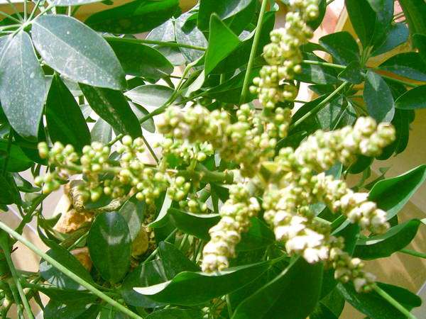 中國(guó)三大蜜源植物指的是哪三種（常見(jiàn)的蜜源植物有哪些）