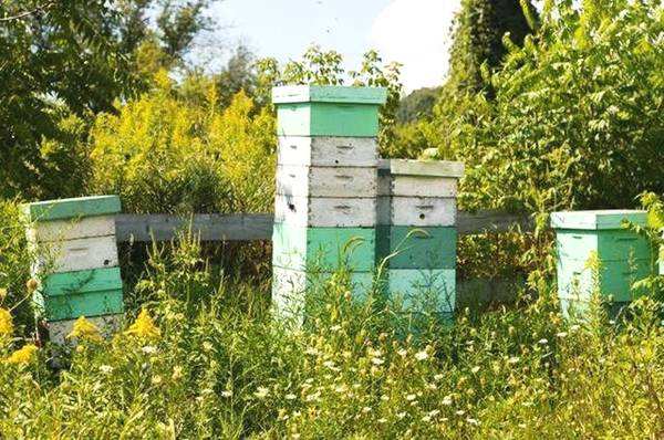 新手養蜂注意事項有哪些？