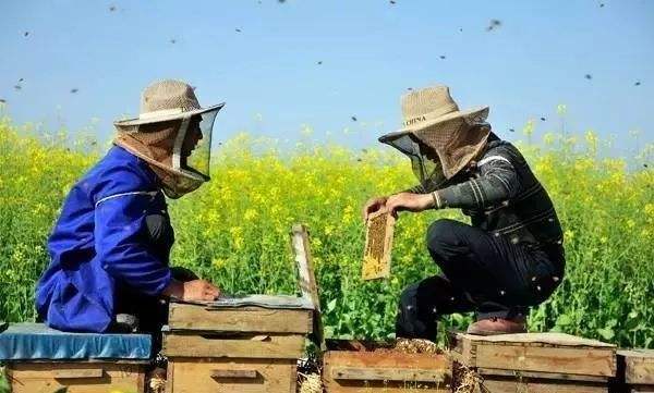 新手養蜂注意事項有哪些？