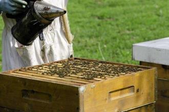 新手養蜂注意事項有哪些？
