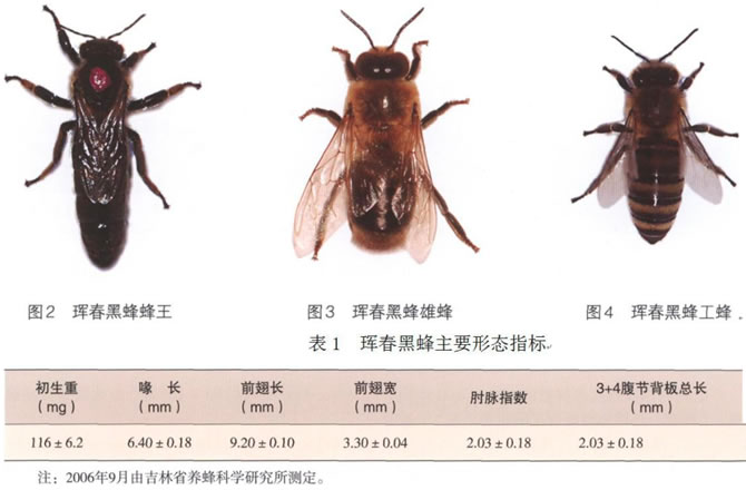 琿春黑蜂蜂王介紹 琿春黑蜂蜂王