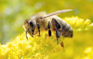 高加索蜂的盜性如何(細數高加索蜜蜂生物學特征) 高加索蜂的盜性如何(細數高加索蜜蜂生物學特征)