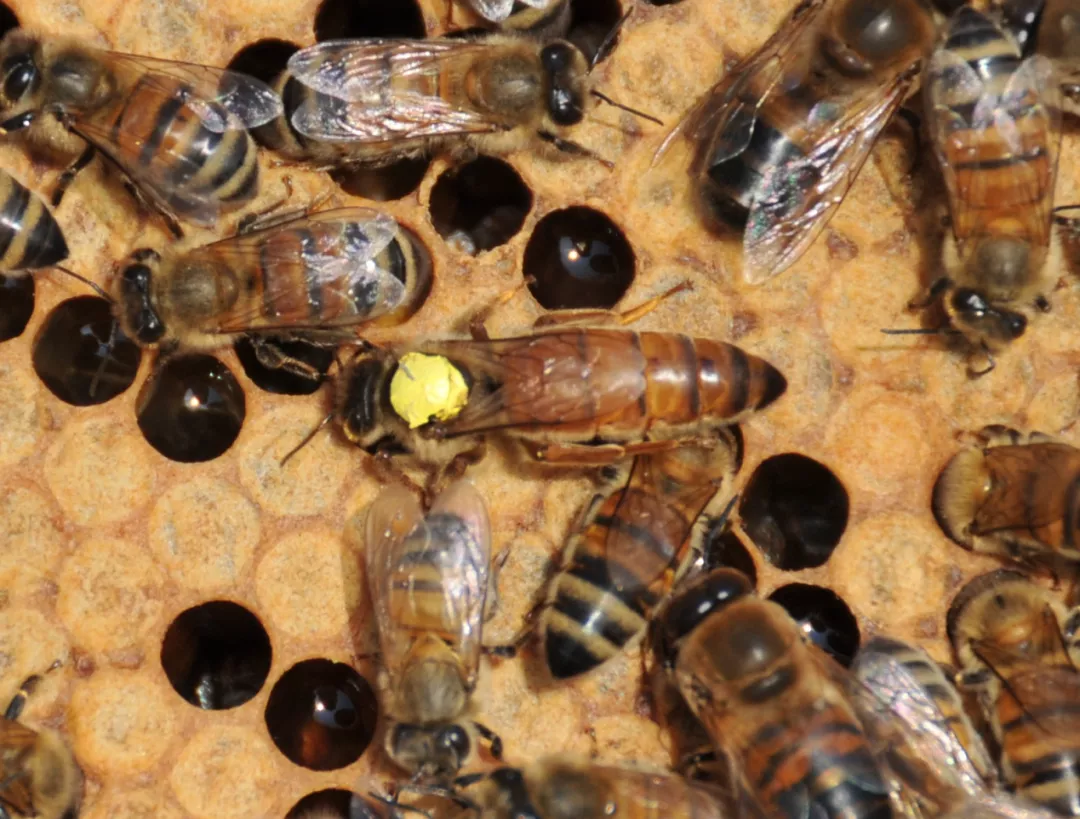開箱檢查蜂王飛了(查蜂時蜂王跑了怎么辦) 開箱檢查蜂王飛了(查蜂時蜂王跑了怎么辦)