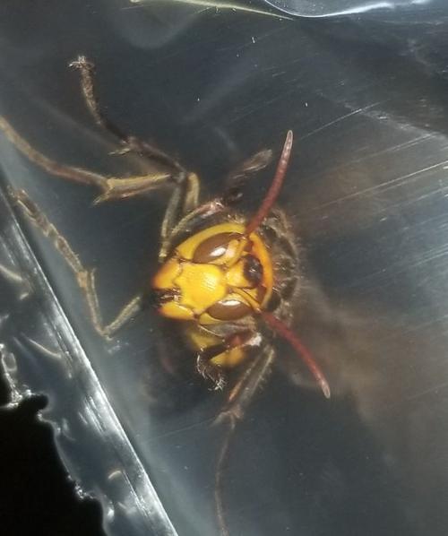 中國大虎頭蜂到底有多大(大虎頭蜂的尺寸大小) 中國大虎頭蜂到底有多大(大虎頭蜂的尺寸大小)