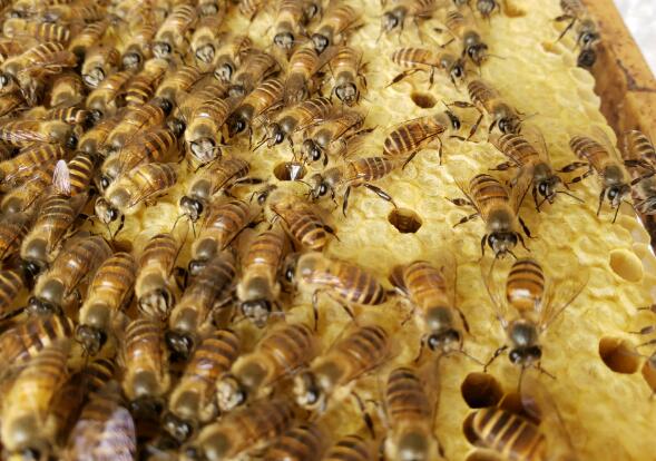 什么叫子脾(蜜脾與子脾的區(qū)別) 什么叫子脾(蜜脾與子脾的區(qū)別)